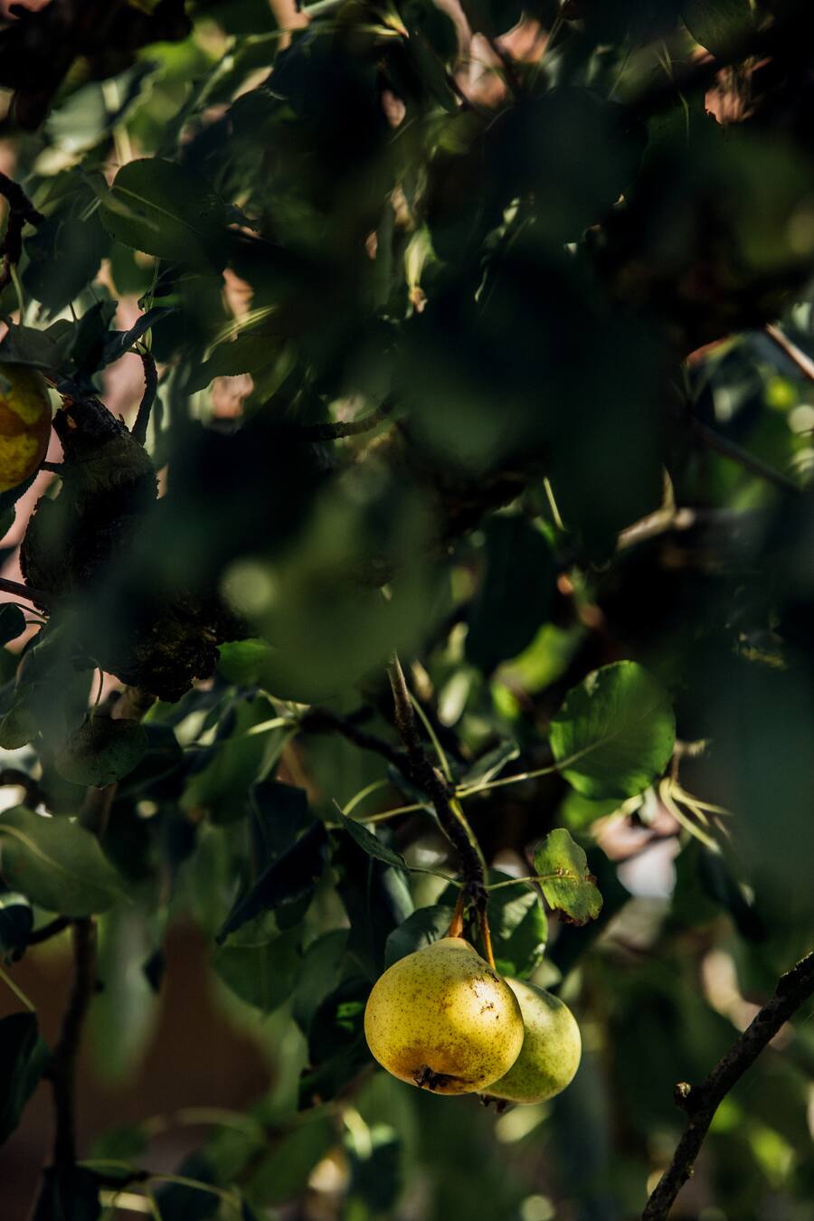 Stefan Beer Victoria Jungfrau Interlaken