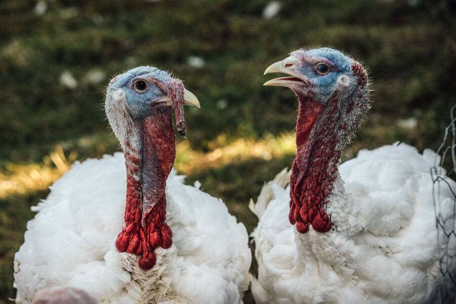 Stefan Beer Victoria Jungfrau Interlaken