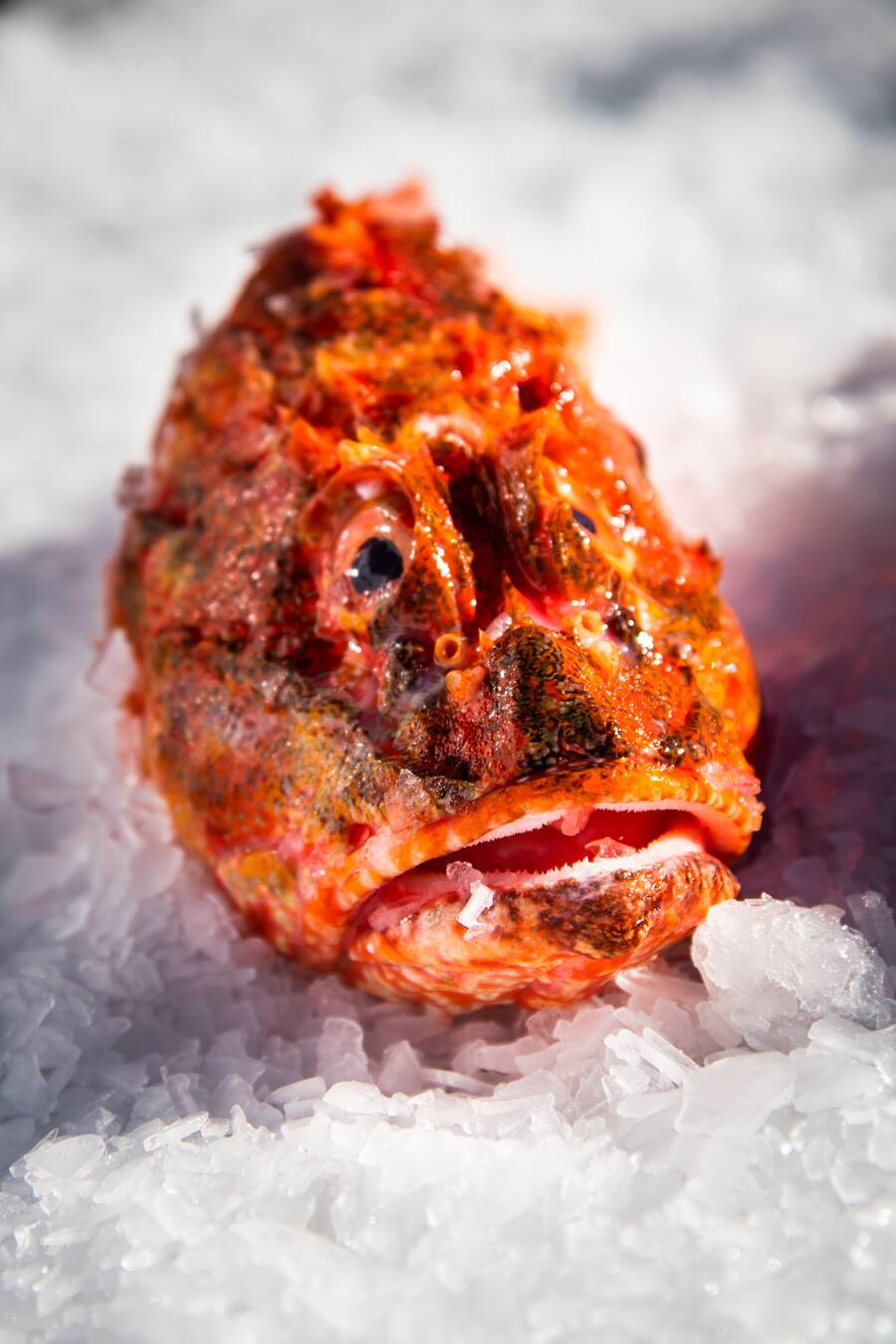 Tipesca SA, Nicolas Buchmann 2020:Drachenkopf