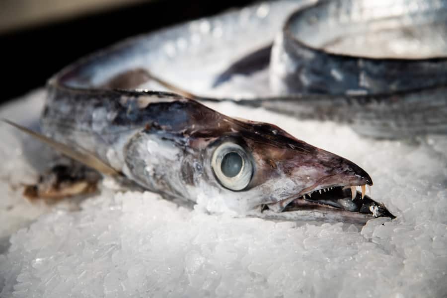 Tipesca SA, Nicolas Buchmann 2020:Degenfisch