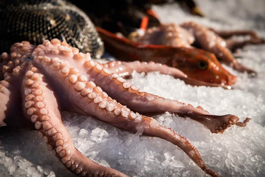 Tipesca SA, Nicolas Buchmann 2020: pulpo, Knurrhahn, Miesmuscheln, Vongole, Hummer