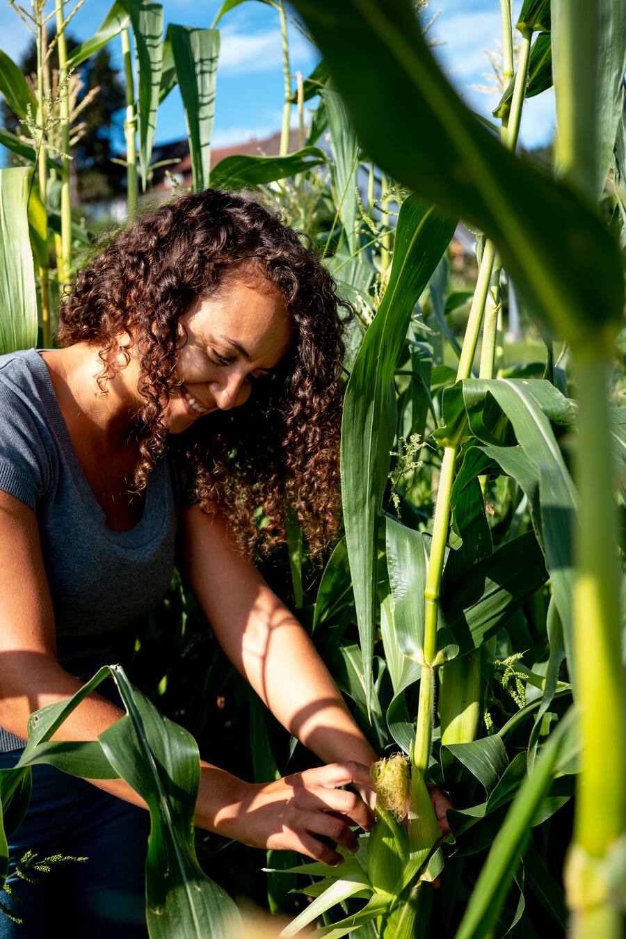 Mais - Die vegane Köchin Zizi bestellt ihr Gemüse bei Sarah Heiligtag von Hof Narr, ein «Gnadenhof» für Tiere. Der Verein rettet Tiere und hilft anderen Bauern umzusatteln. Daneben wird Gemüse biologisch angebaut. - 24. August 2020 - Copyright Olivia Pulver