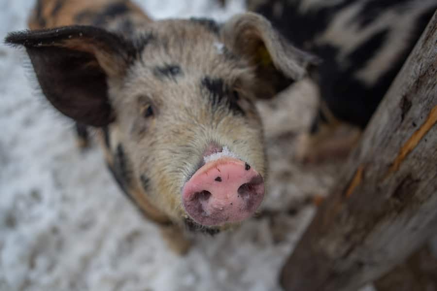 Schweizer Fleisch Metzger Jörg Brügger Hansjörg Ladurner Lenzerheide Februar 2021