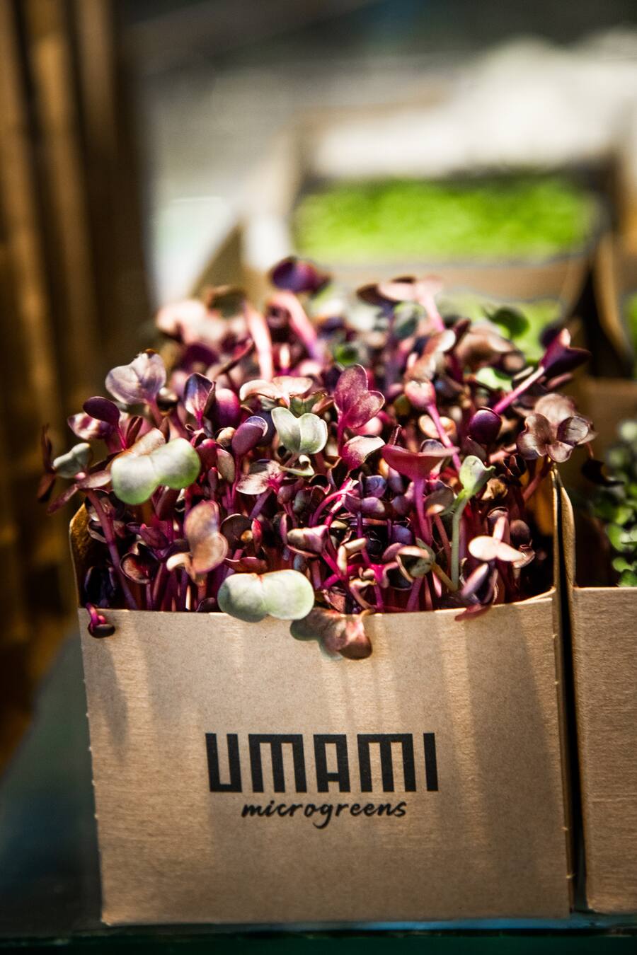 UMAMI im Jelmoli 2021