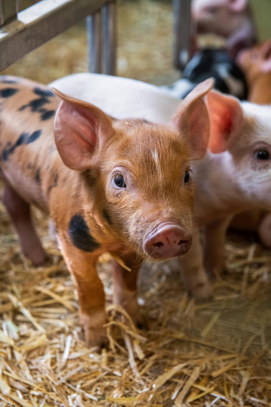 thurgauer apfelschweine von bianchi