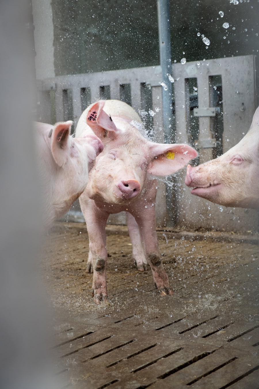 thurgauer apfelschweine von bianchi