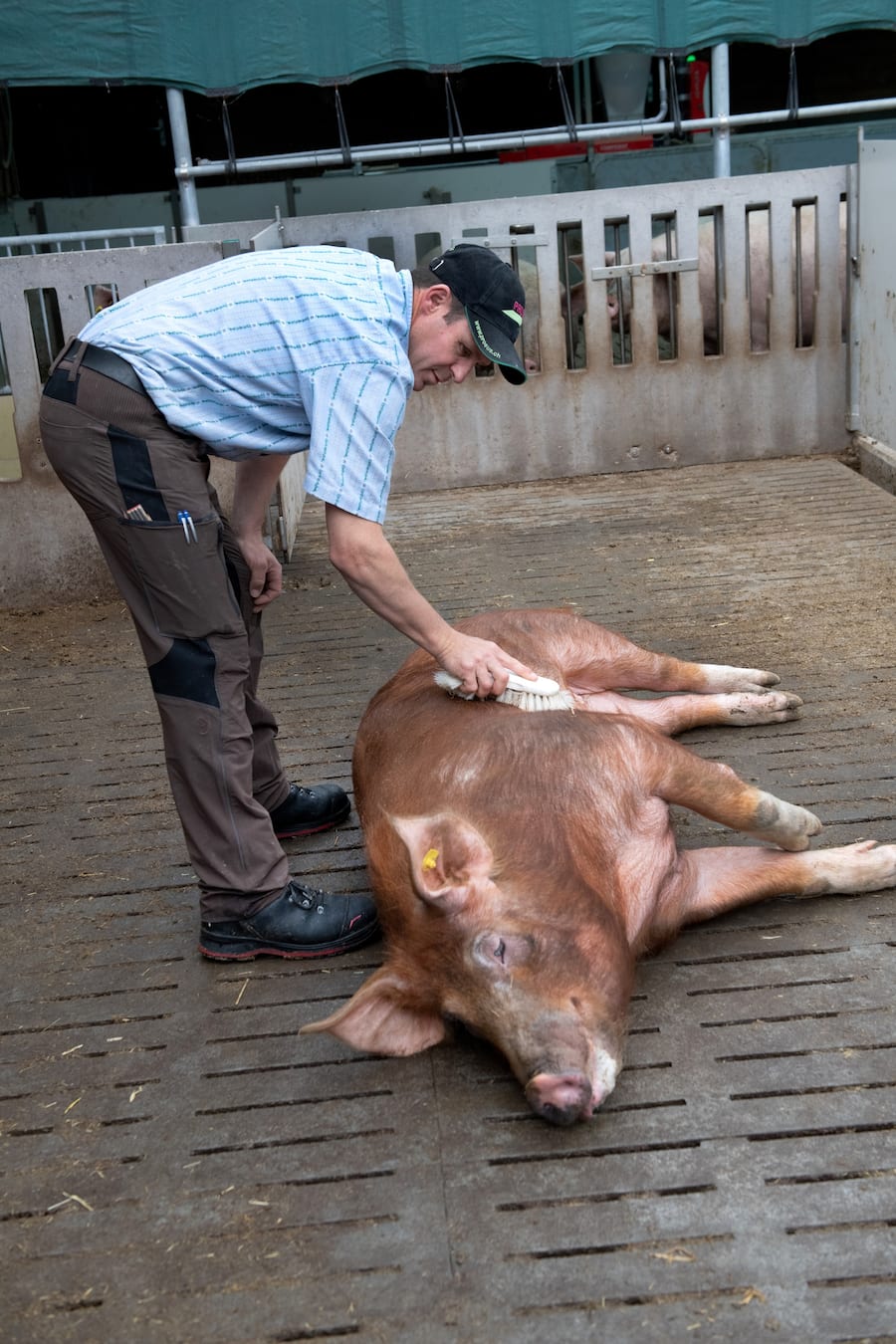 thurgauer apfelschweine von bianchi
