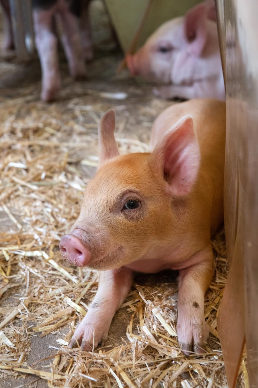 thurgauer apfelschweine von bianchi