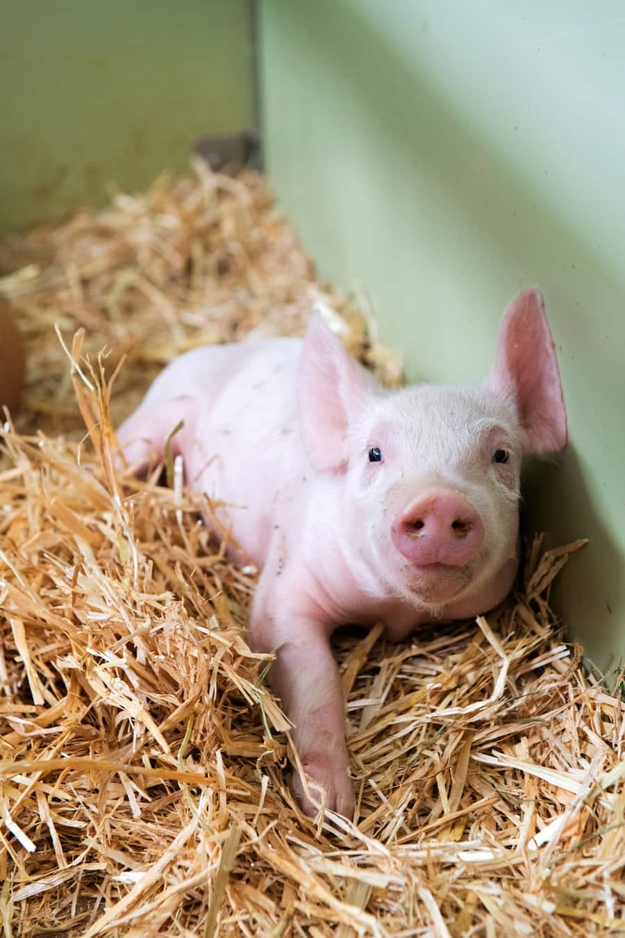 thurgauer apfelschweine von bianchi