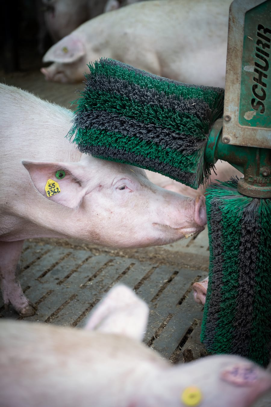 thurgauer apfelschweine von bianchi