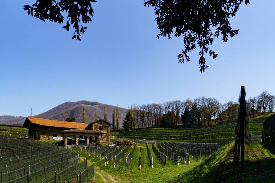 Swiss Wine Mondovino Winzer Juli 2021