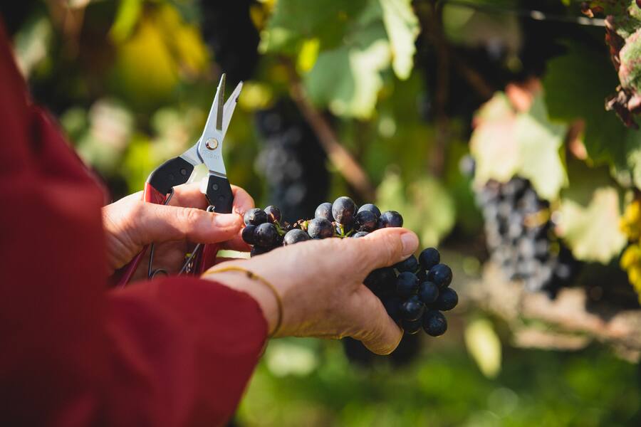 Am Puls der Ernte Grillette Neuenburg Oktober 2021