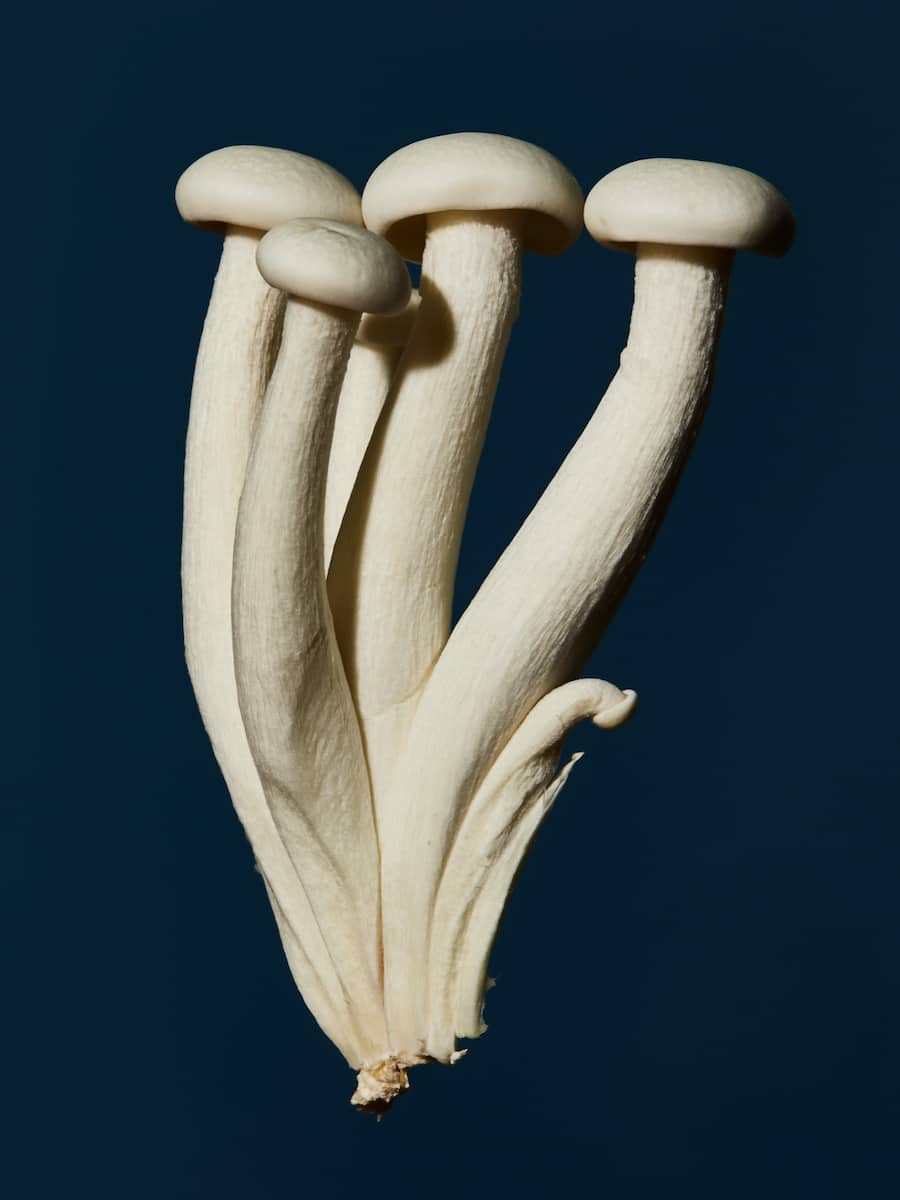 Pilze Jelmoli Zürich