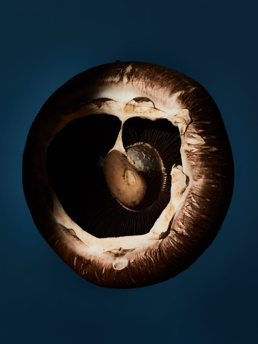 Pilze Jelmoli Zürich