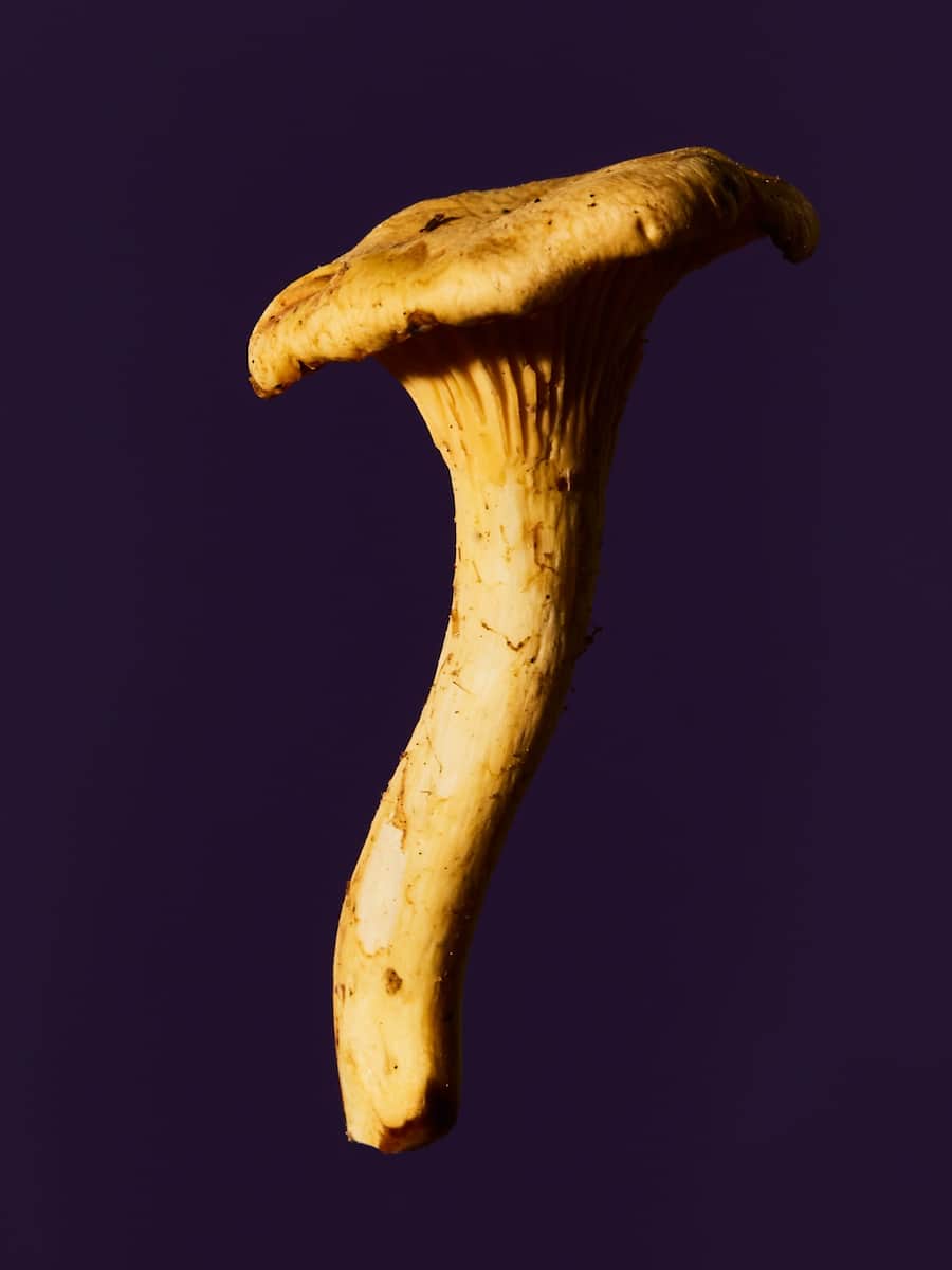 Pilze Jelmoli Zürich