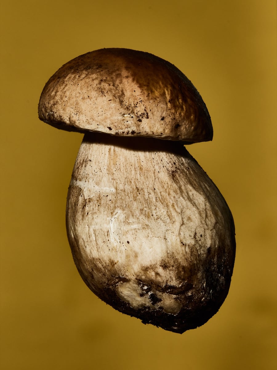 Pilze Jelmoli Zürich