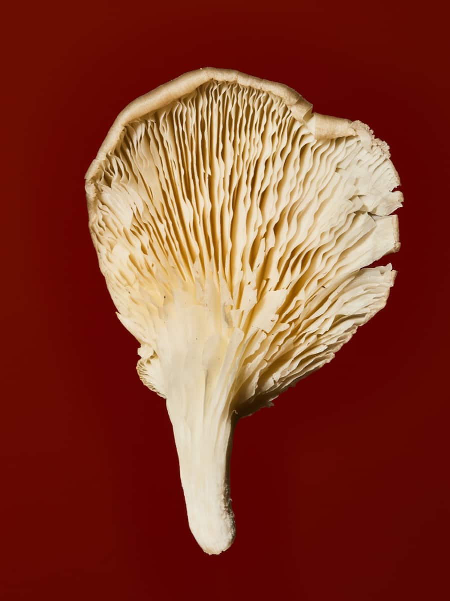 Pilze Jelmoli Zürich