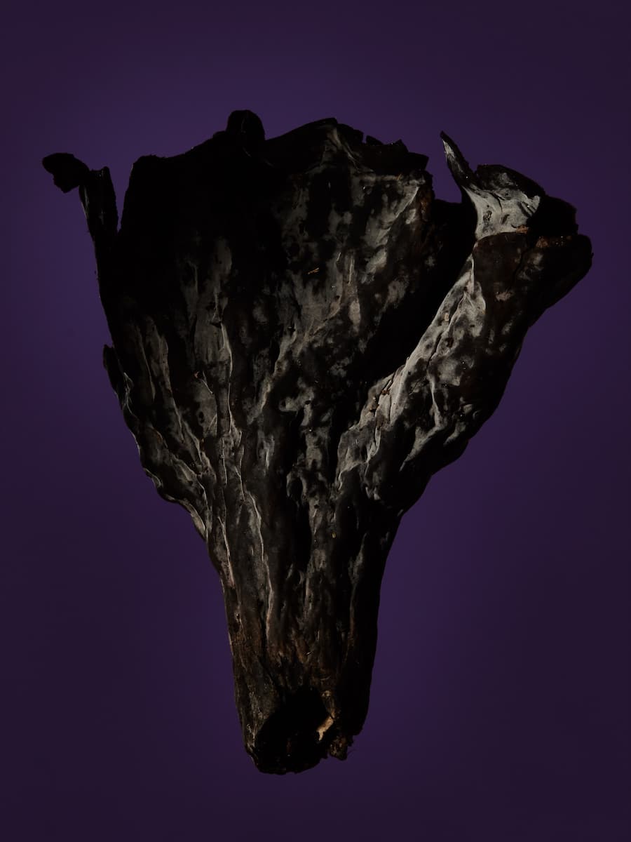 Pilze Jelmoli Zürich