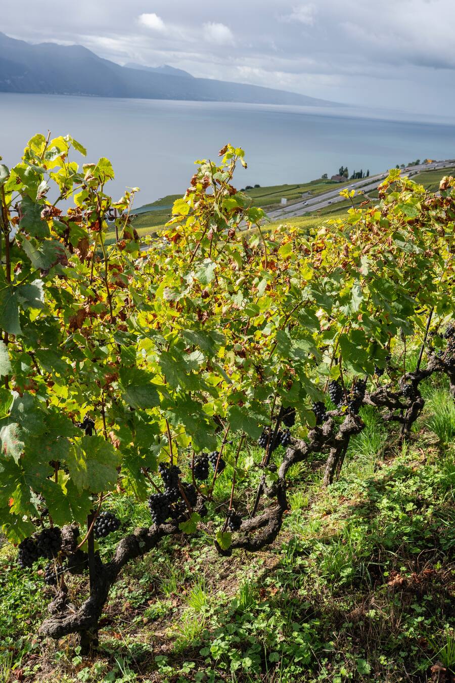Rookie des Jahres 2022 Christin Rütsche Rüstungen, Räucherwurst und Christins Wein Oktober 2021in ihrem Rebberg oberhalb von Chardonne