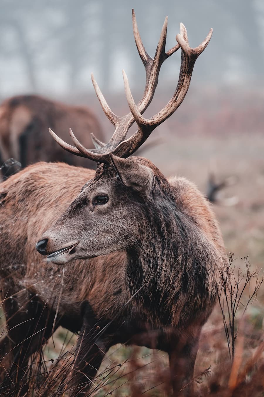 Wein und Wild Schaffhausen
