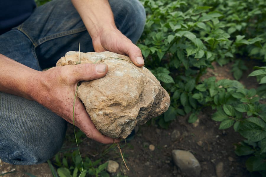 Bergkartoffeln von Marcel Heinrich Albulatal