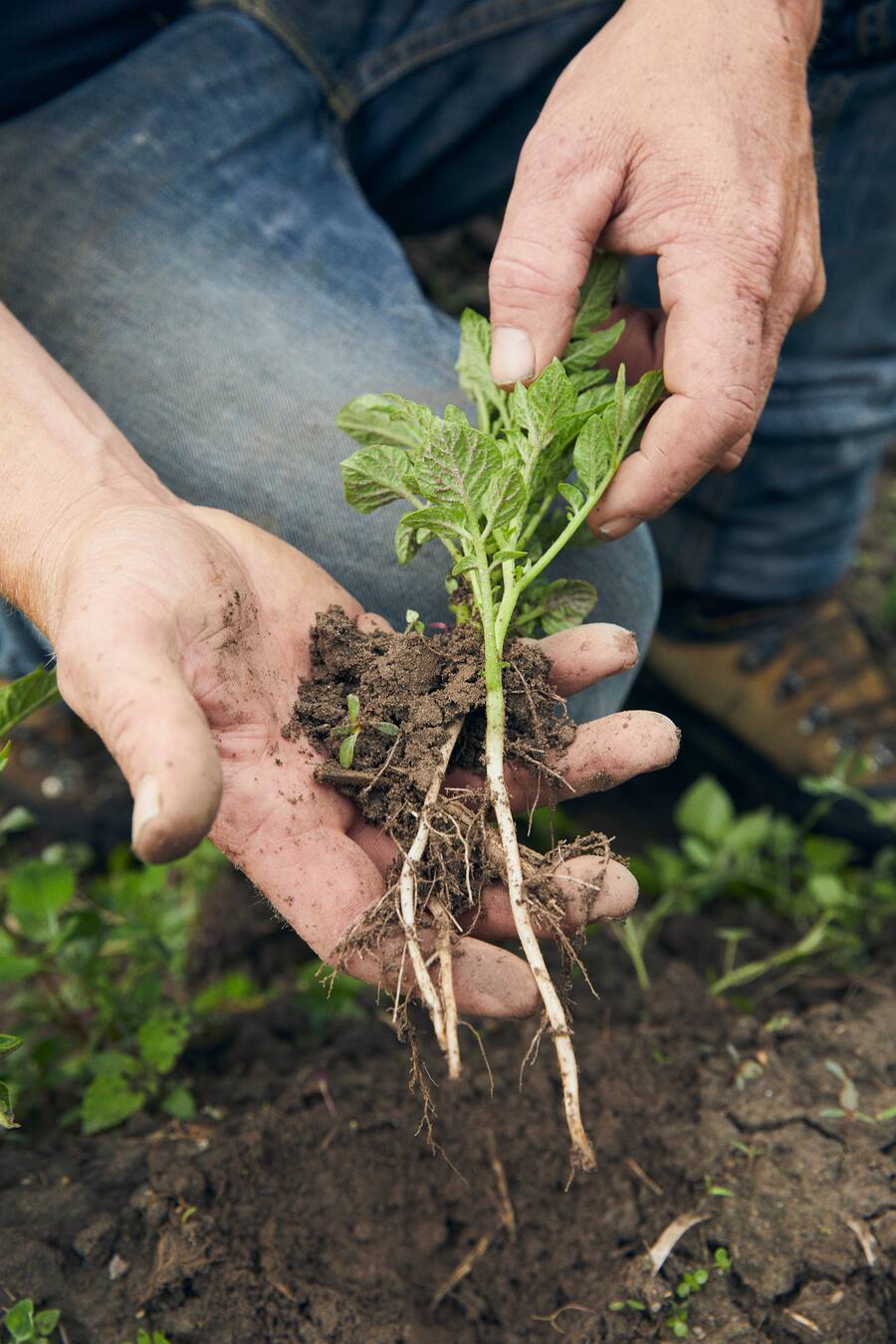 Bergkartoffeln von Marcel Heinrich Albulatal