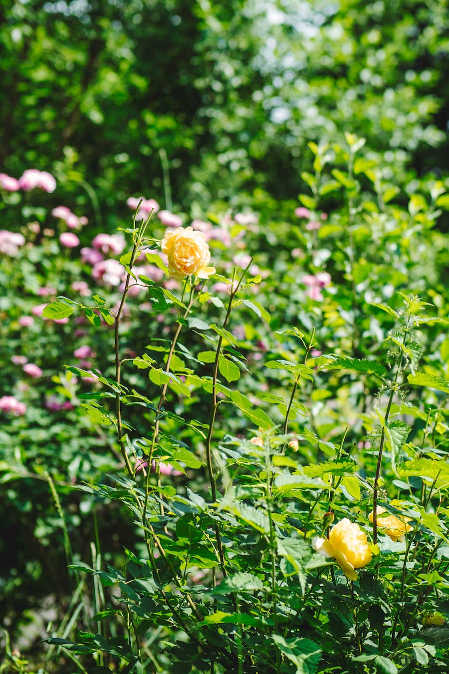 Lilo Meier Rosen Zürich