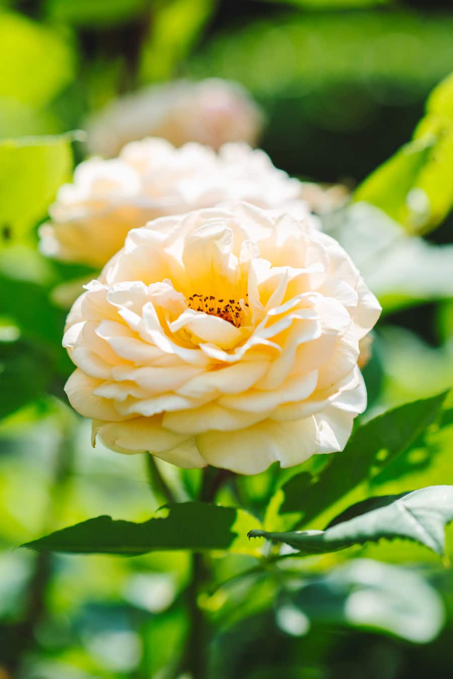 Lilo Meier Rosen Zürich