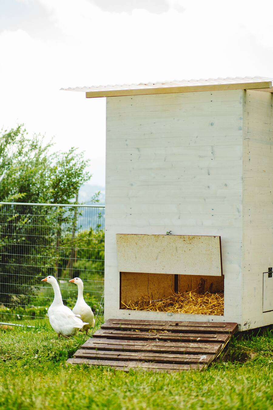 Anja Tschannen Pommernenten