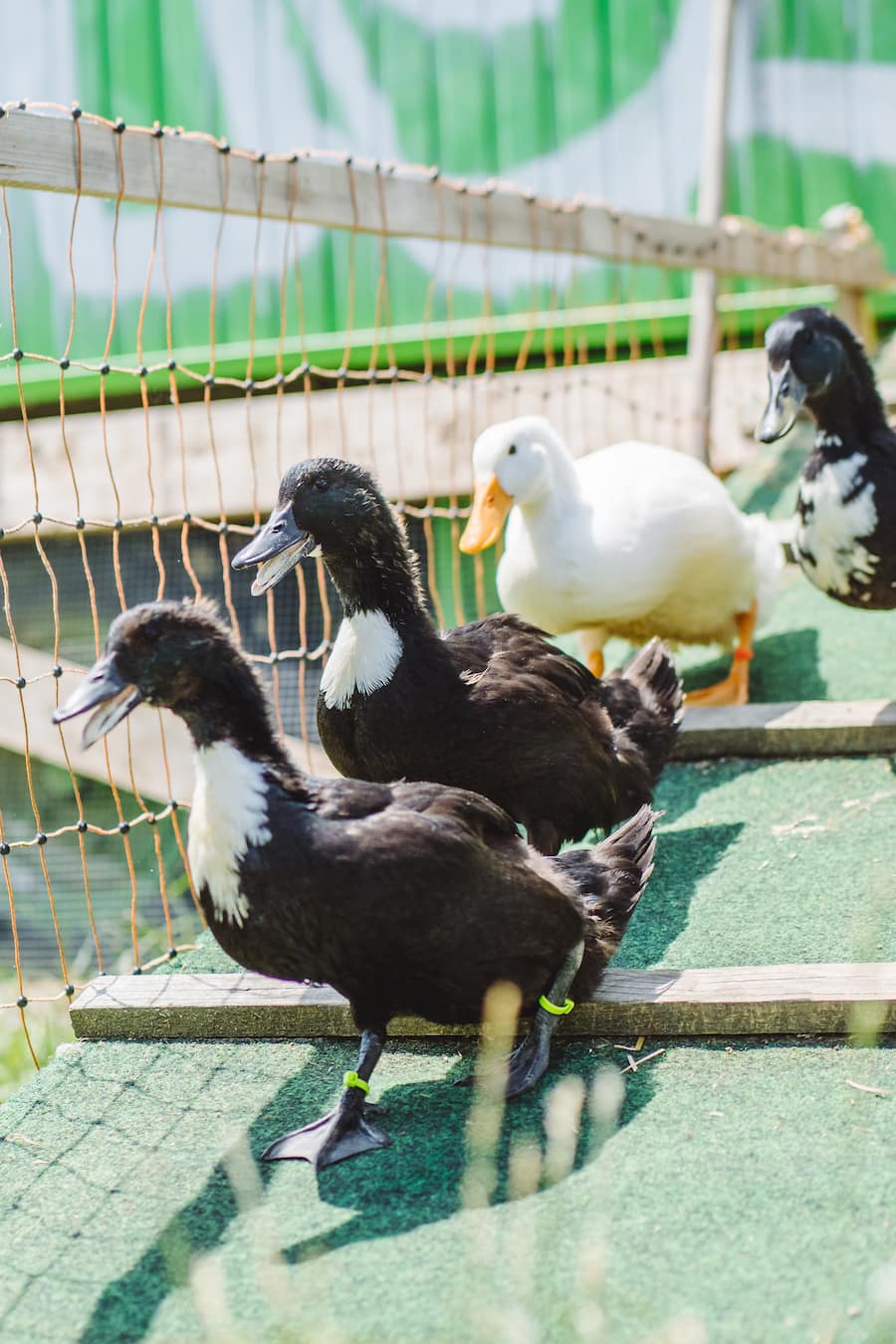 Anja Tschannen Pommernenten