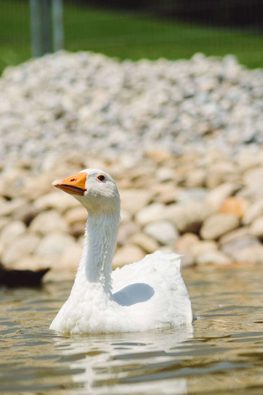 Anja Tschannen Pommernenten