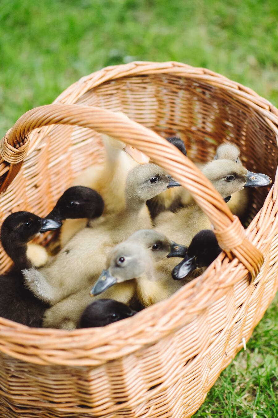 Anja Tschannen Pommernenten