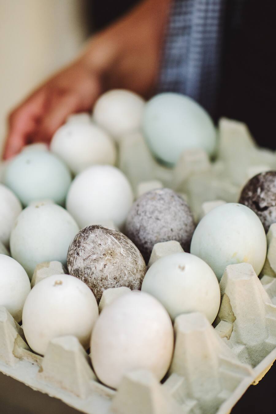 Anja Tschannen Pommernenten