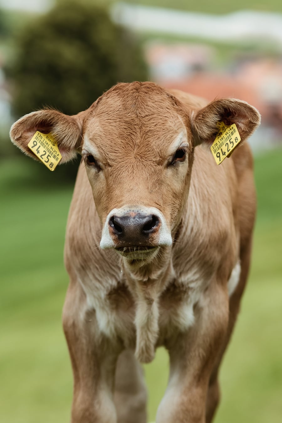Ueli und Sonja Frick Urnäsch Zikana