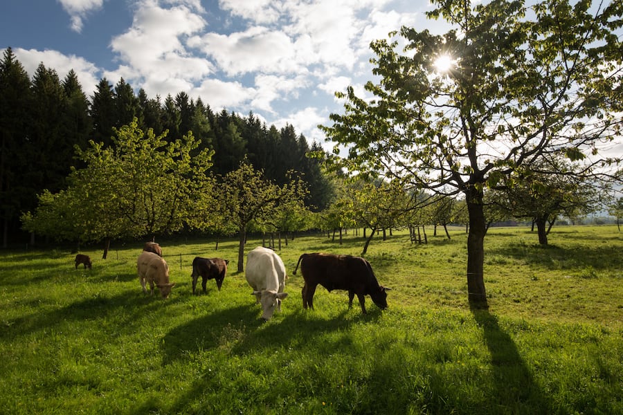 Wagyu-Rinder Hohenrain, Luzern
