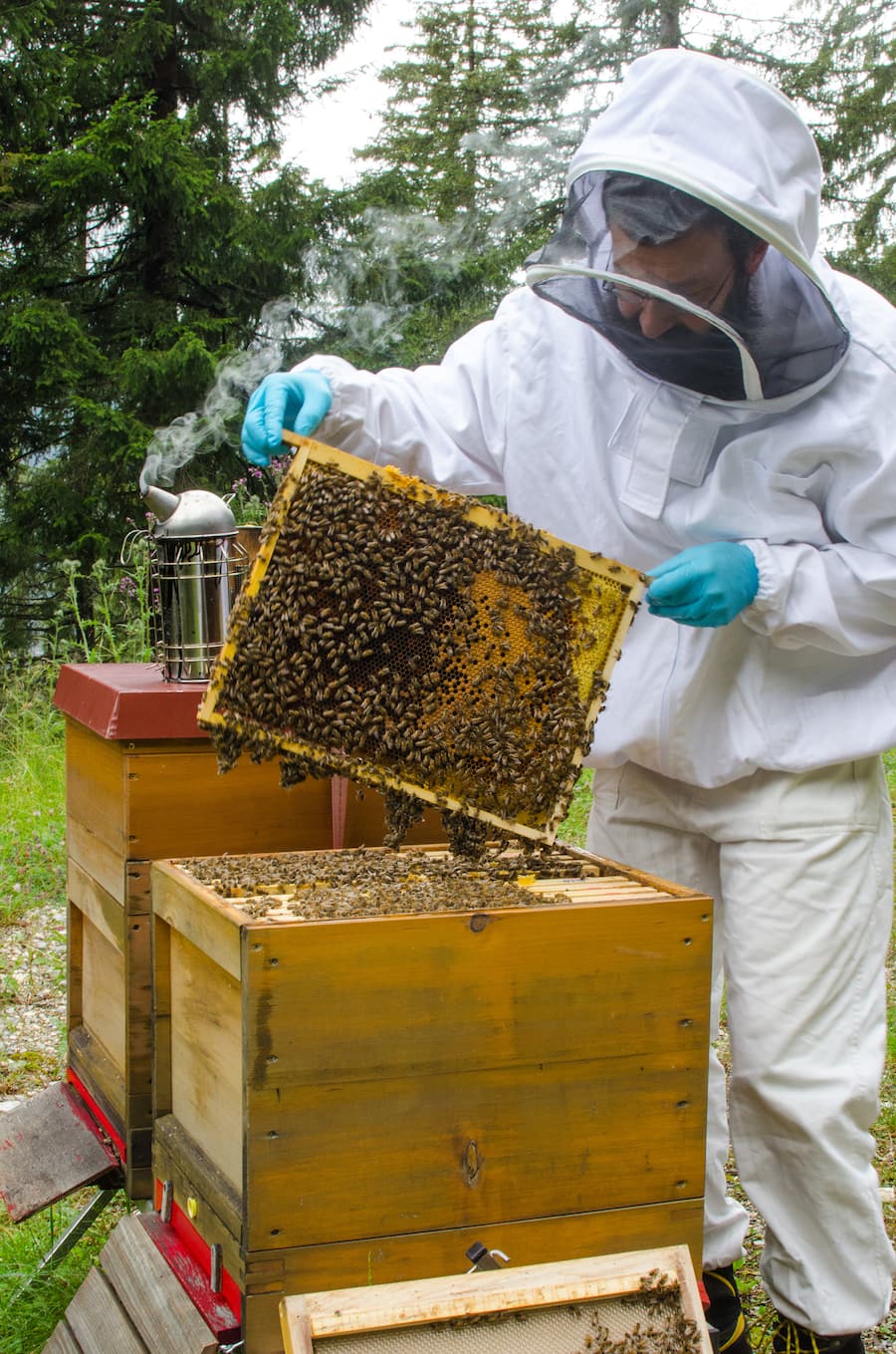 Gion Grischott Alpenhonig