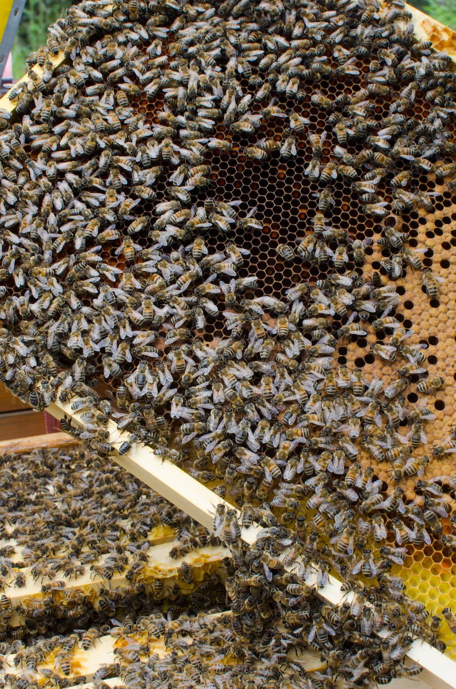 Gion Grischott Alpenhonig