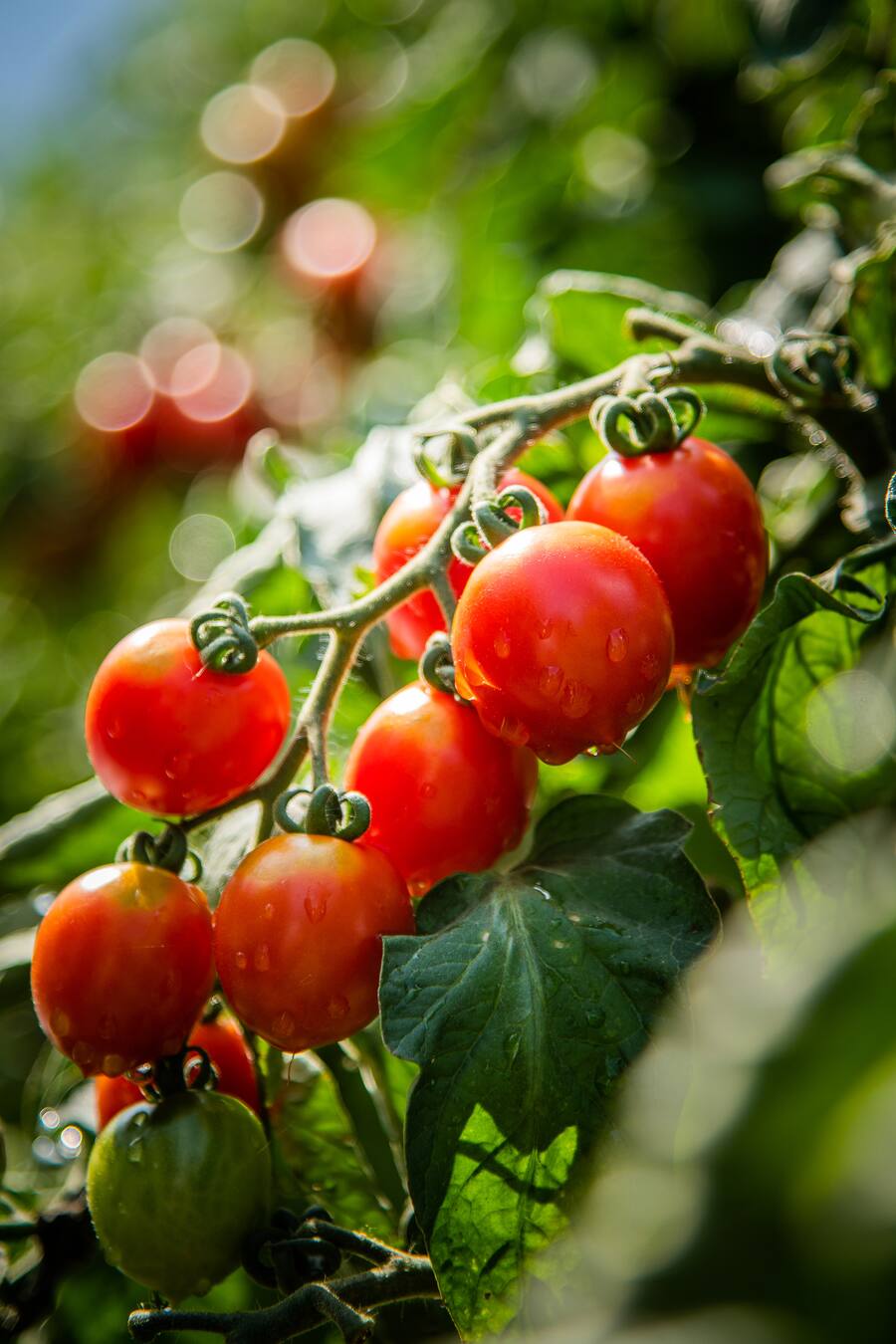 Castello del Sole mit Simon Jenny und Mattias Roock