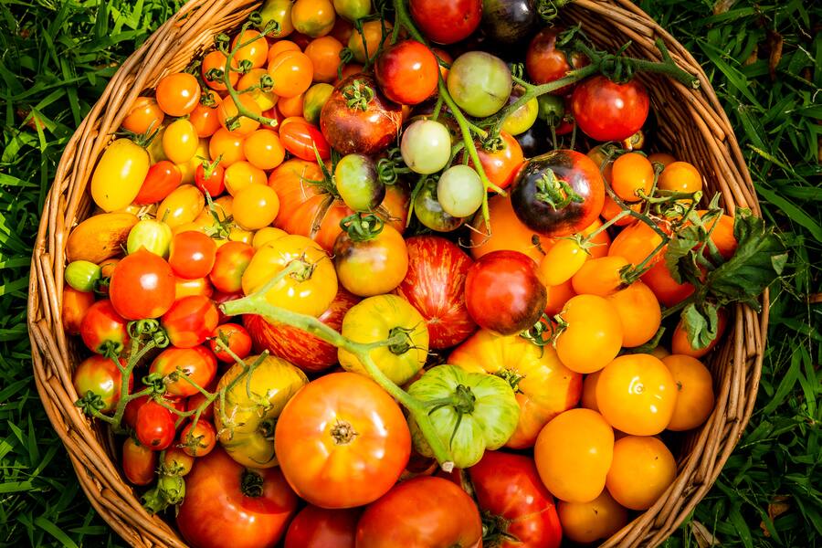 Castello del Sole mit Simon Jenny und Mattias Roock