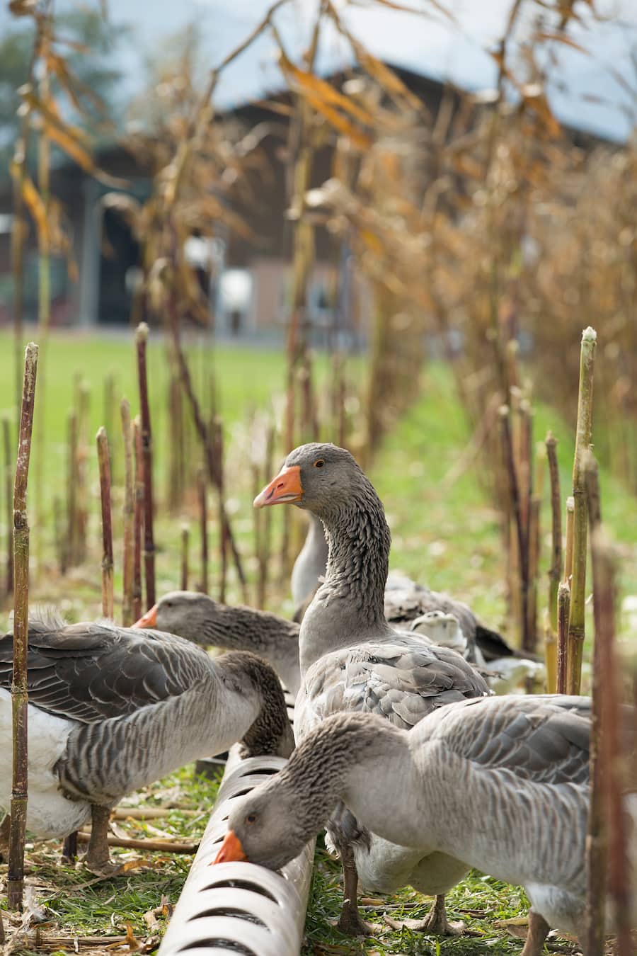 Alpstein Geflügel Bianchi