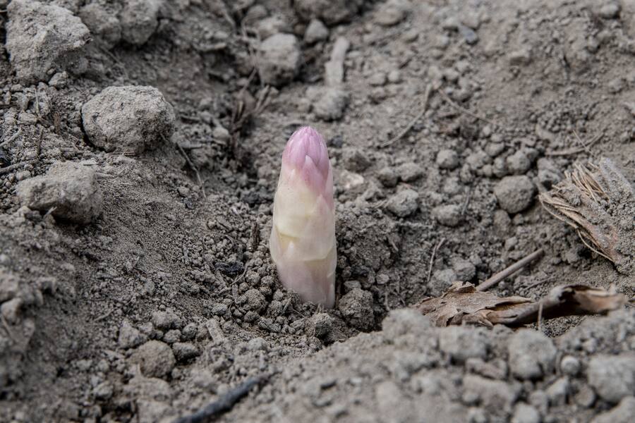 25.04.2019 - Saillon - Le Gault Milau producteur d'asperages.