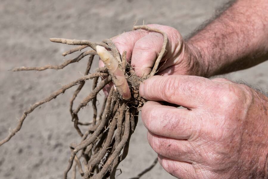 25.04.2019 - Saillon - Le Gault Milau producteur d'asperages.
