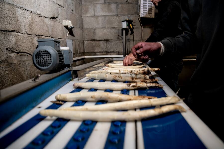 25.04.2019 - Saillon - Le Gault Milau producteur d'asperages.