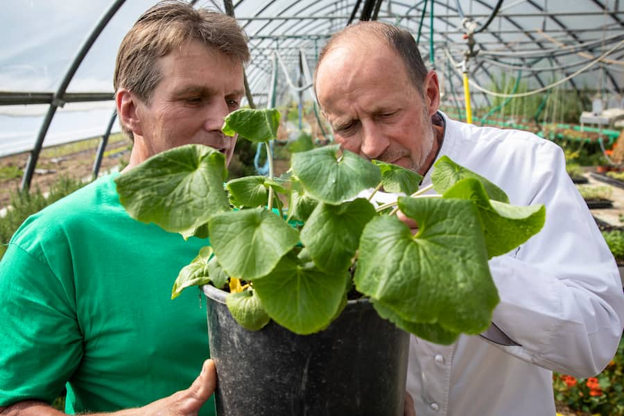 Auf und davon: Daniel von Siebenthal, Gemüsebauer