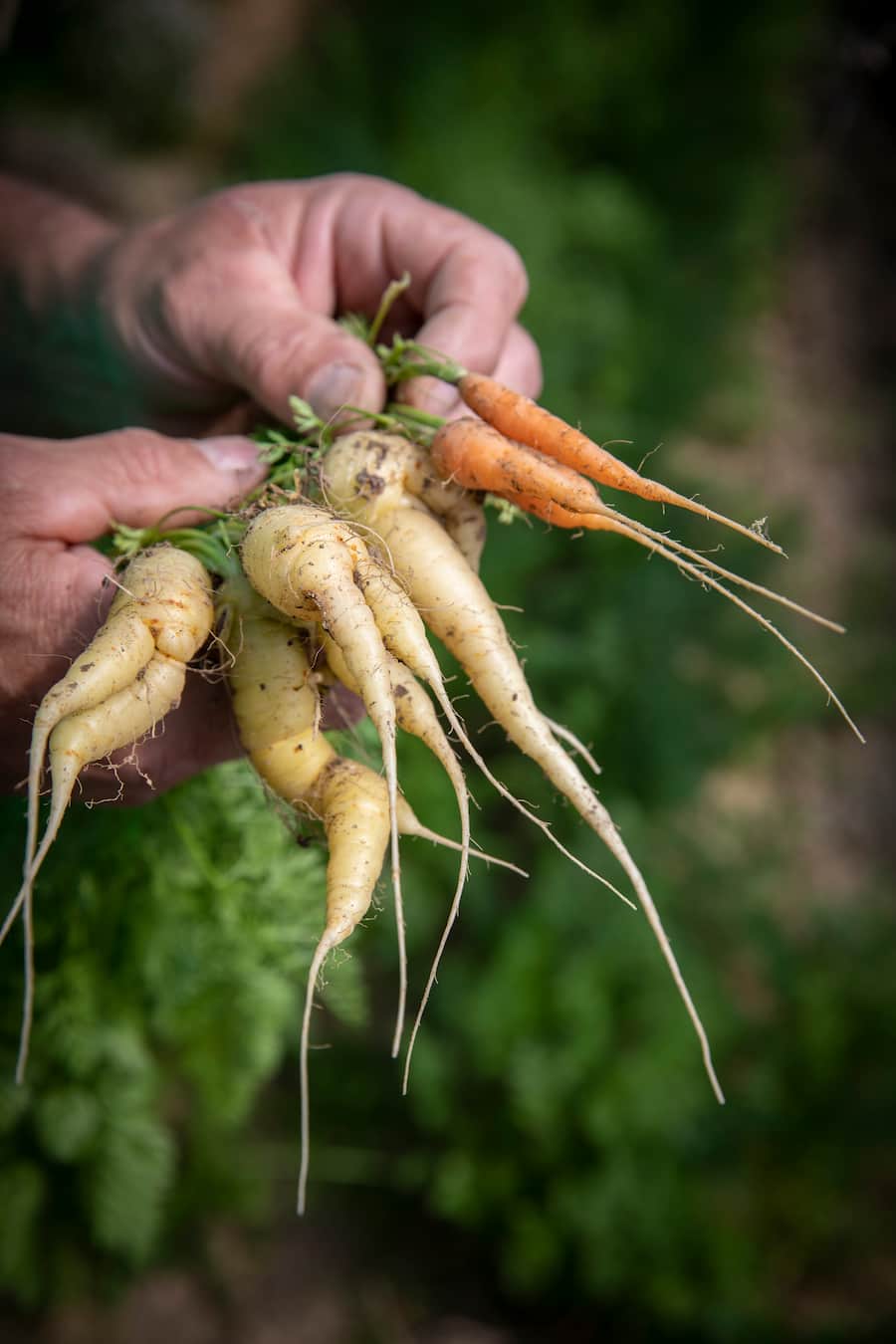 Auf und davon: Daniel von Siebenthal, Gemüsebauer