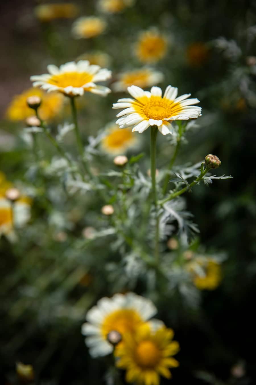 Auf und davon: Daniel von Siebenthal, Gemüsebauer