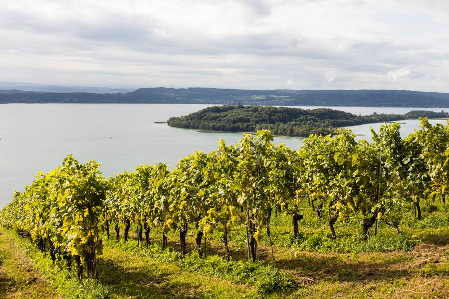 Unterwegs mit Journalistin Sabrina Glanzmann. Zu Besuch bei der Land Beiz "Aux Trois Amis" in Schernelz am Bielersee. Inhaber Duo Cynthia Lauper und Marc Joshua Engel servieren das Rezpt "Coq aux Chasselas"