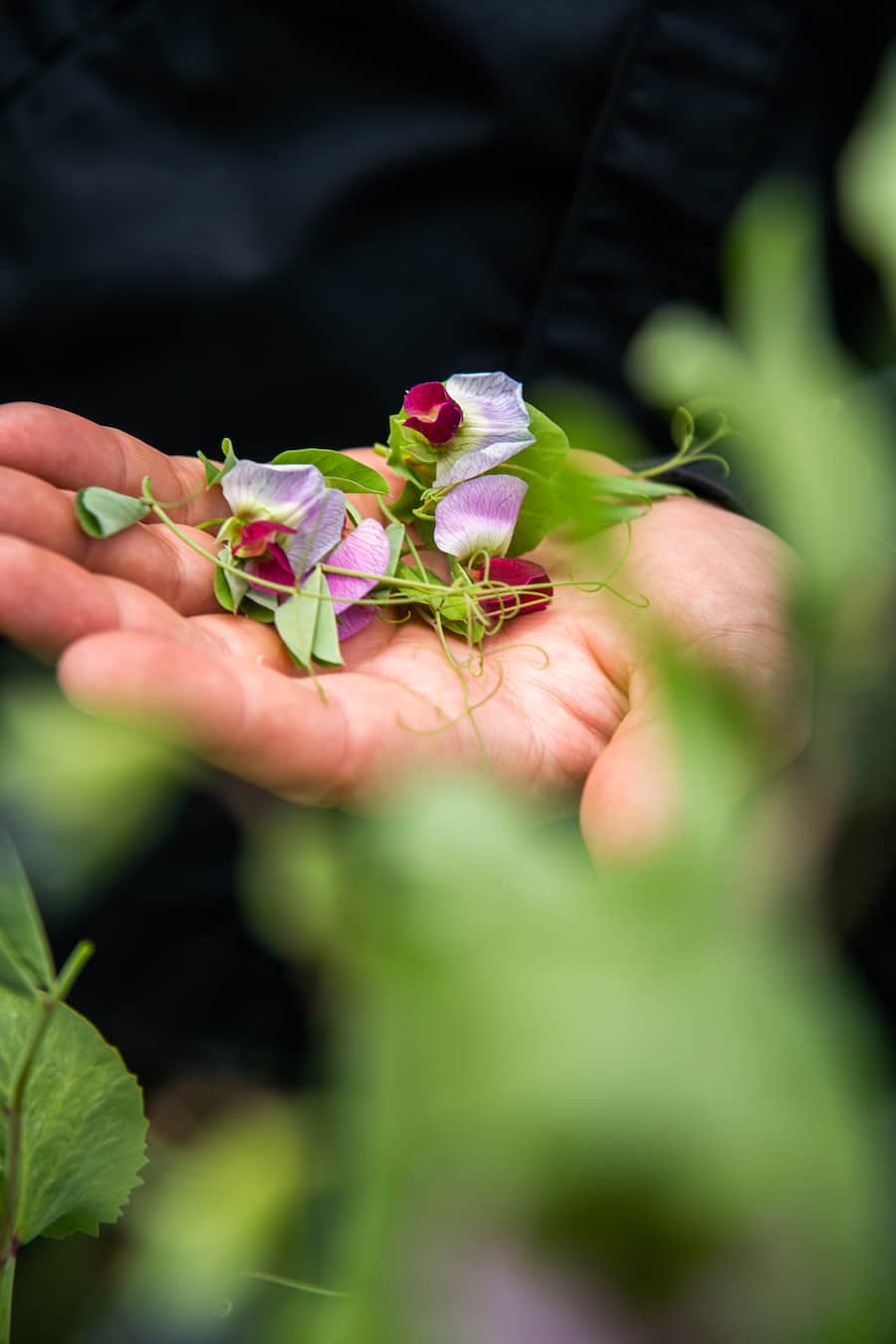 Andreas Caminada im Garten