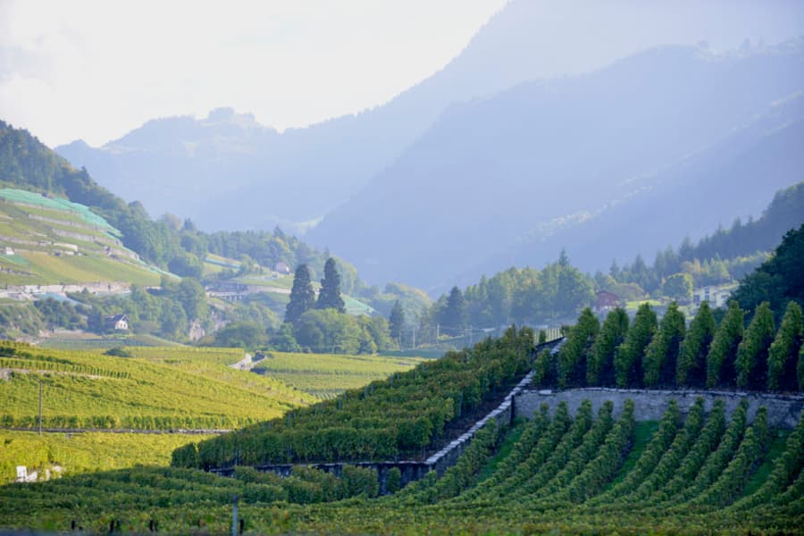 Château d'Aigle, Blick über die Rebberge