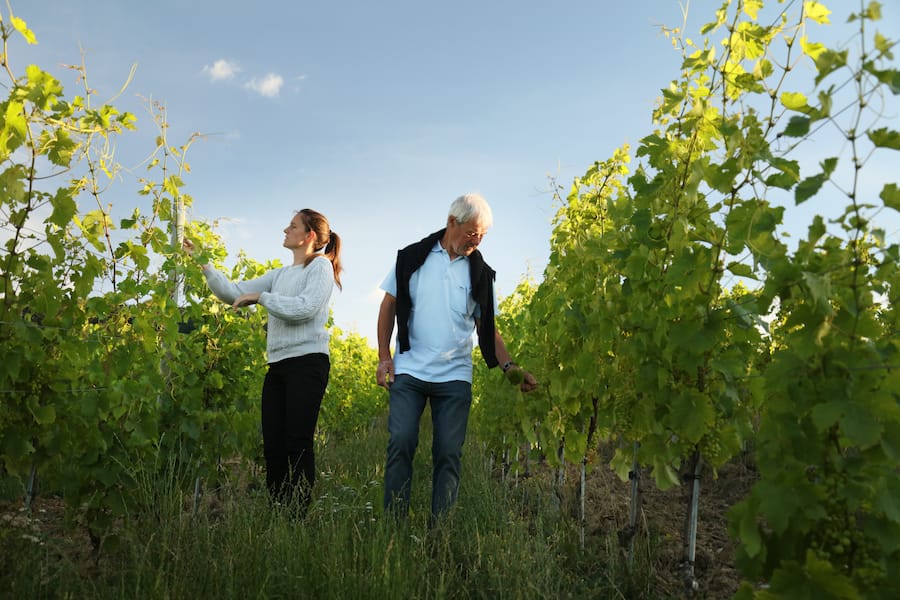 Conservatoire Chasselas Féchy Paccot